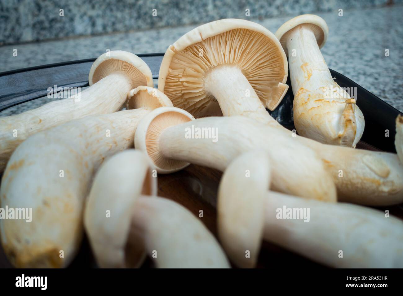 Tischaufnahme von Big Milky Mushroom, Calocybe Indica mit langem Körperstumpf und großer runder Krone. . Indien Stockfoto