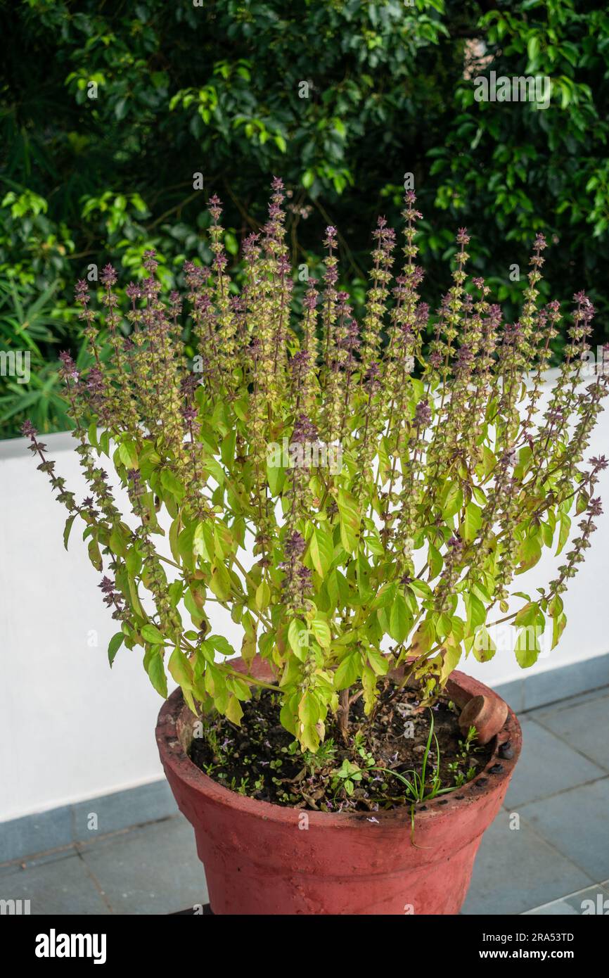 Eine Topaufnahme der Basilikumpflanze, die auch als Tulsi