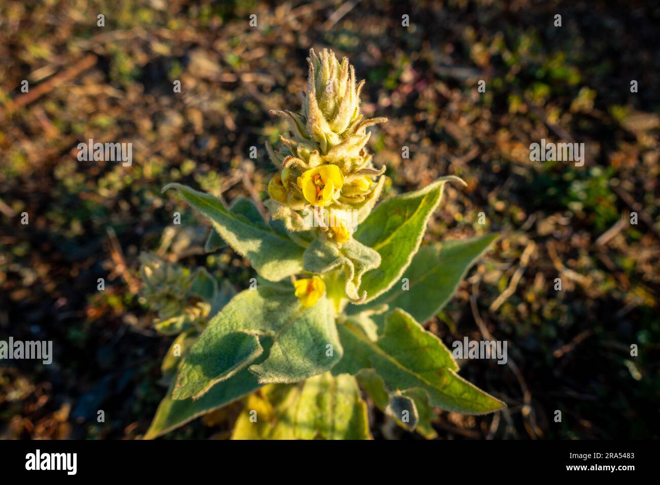 Verbascum thapsus, die große Mulleinpflanze in der Himalaya-Region Uttarakhand, Indien. Stockfoto