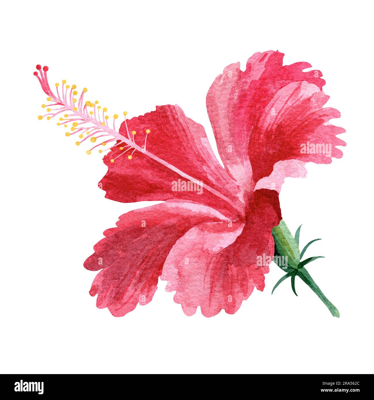 Leuchtend rosa Hibiskusblume. Tropische Blumen. Aquarelle Abbildung auf weißem Hintergrund. Zeichnung für das Design von Souvenirs, Postkarten, Postern Stockfoto