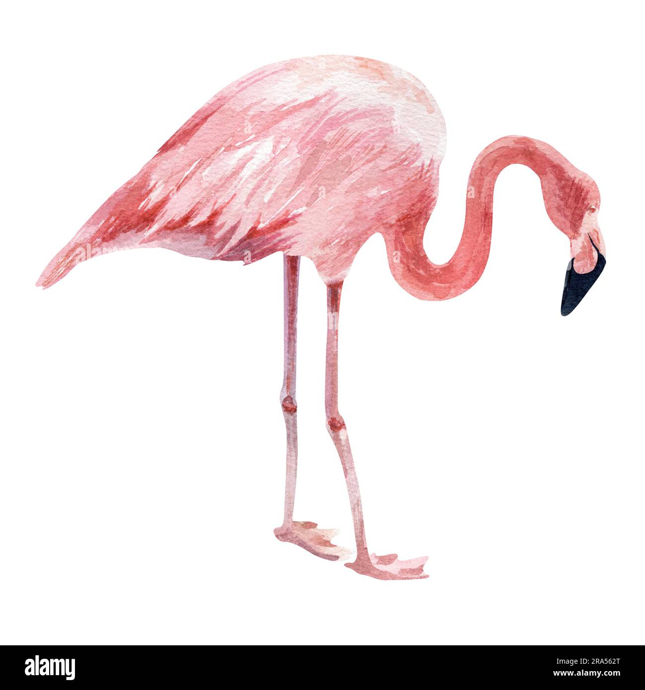 Flamingo auf weißem Hintergrund. Aquarelldarstellung. „Isolate Drawing“ zum Entwerfen von Souvenirs, Postkarten, Postern und Einladungen. Stockfoto