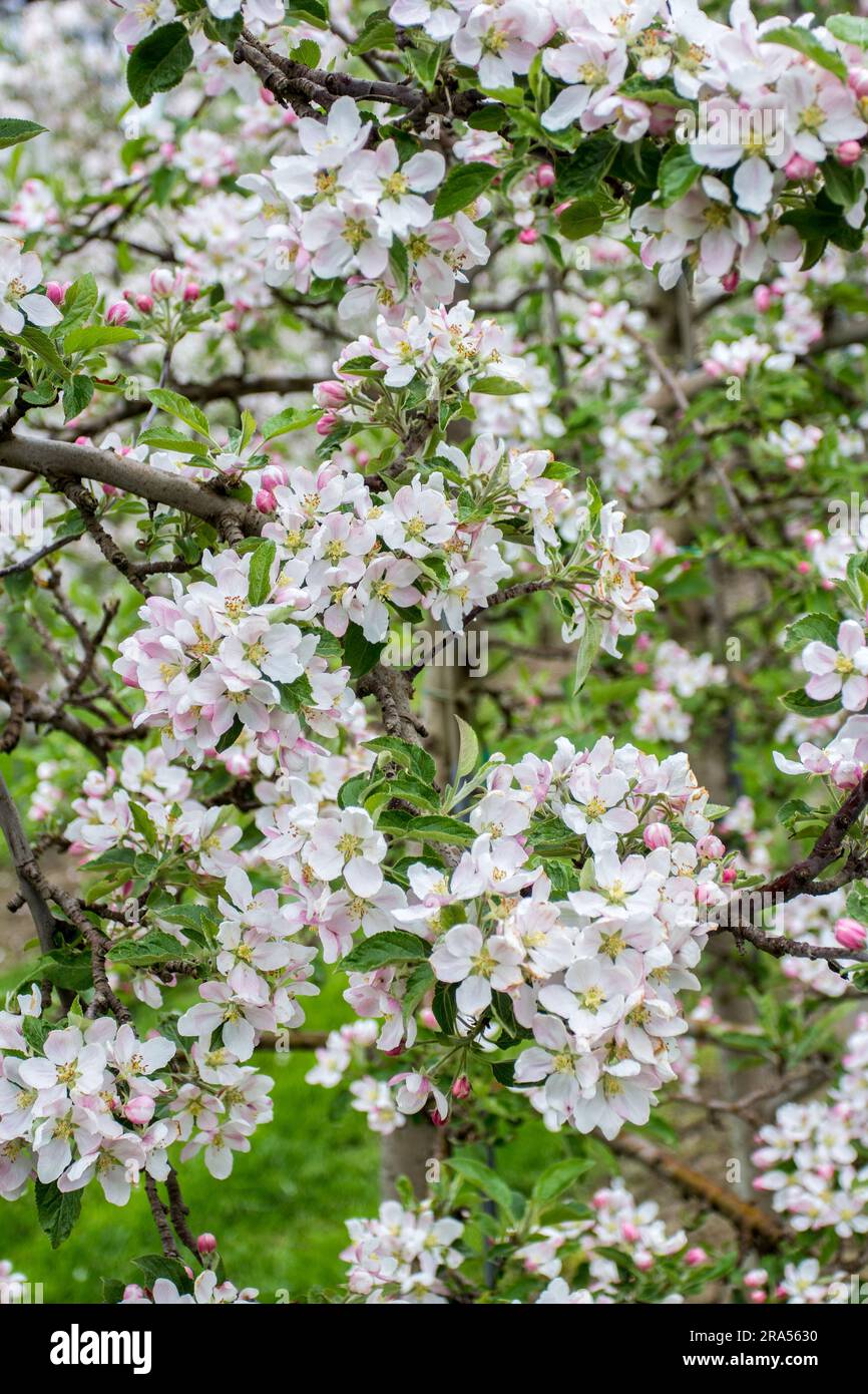Apfelblüten im Bauerngarten in der Frühlingssaison Stockfoto