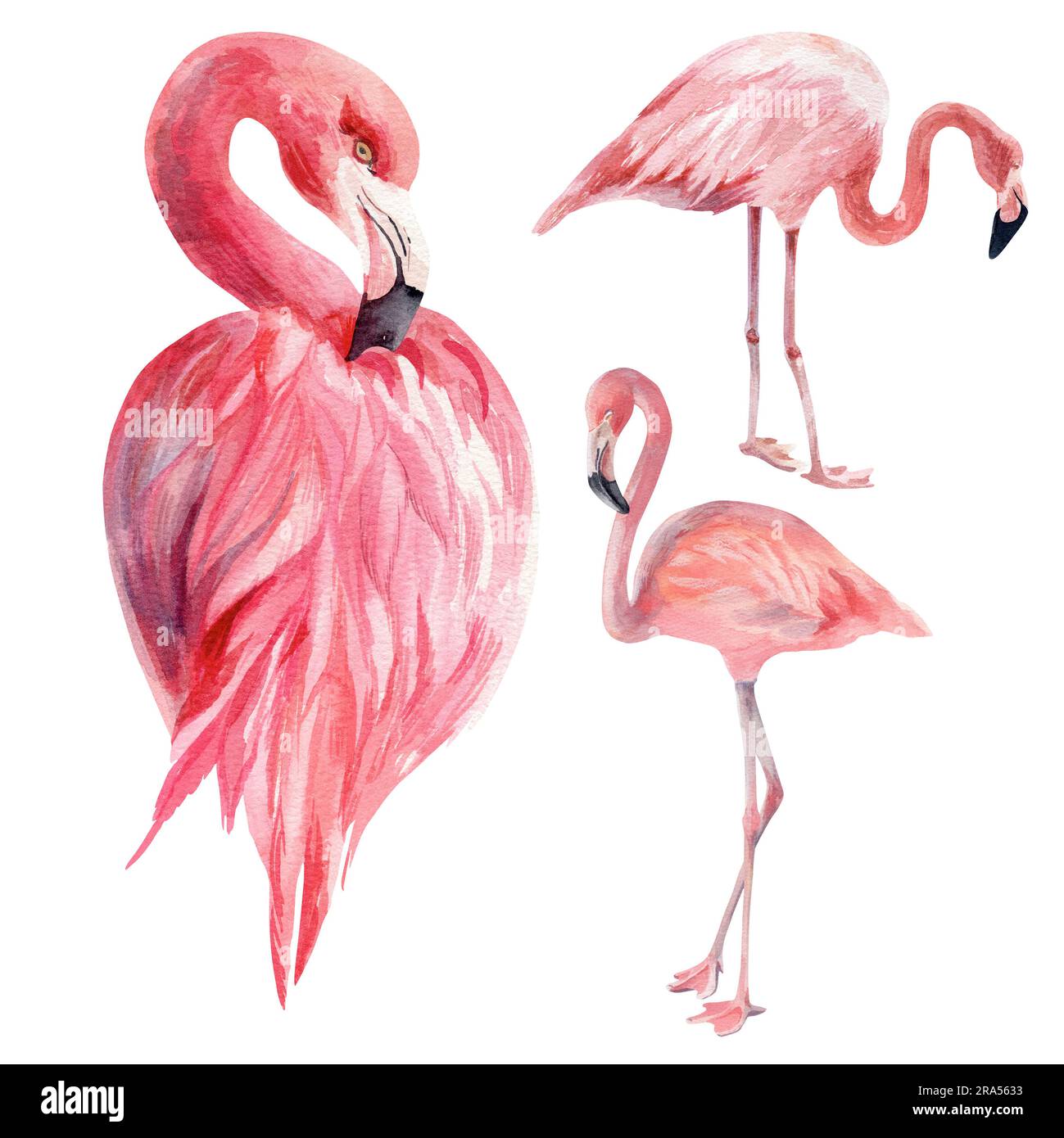 Aquarelldarstellung. Flamingos auf weißem Hintergrund. Isolieren. Zeichnung für das Design von Souvenirs, Postkarten, Postern und Einladungen. Stockfoto