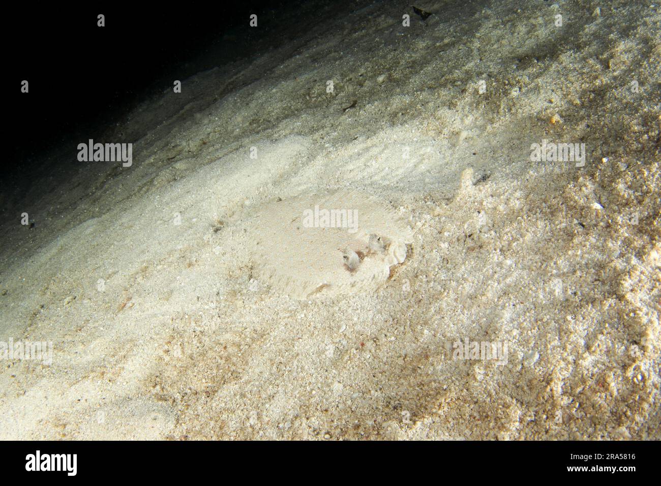 Pfauenflunder beim nächtlichen Tauchgang in Raja Ampat. Bothus Mancus versteckt sich auf dem Meeresboden. Flunder auf dem Grund. Plattfische auf Sand. Stockfoto
