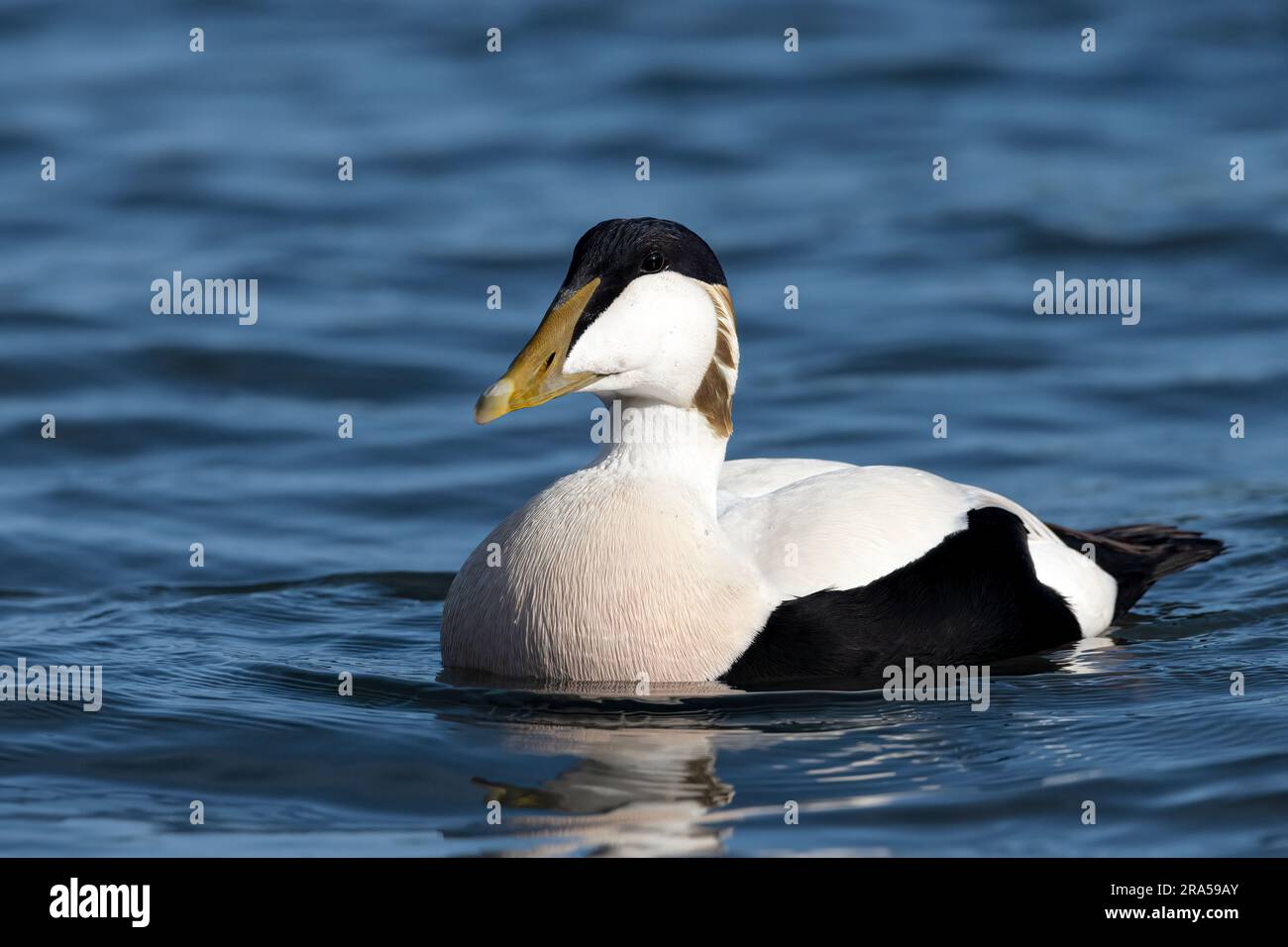 Eider Duck, Somateria molissima, ausgewachsener männlicher Vogel in voller Zucht beim Schwimmen im Northumberland March Stockfoto