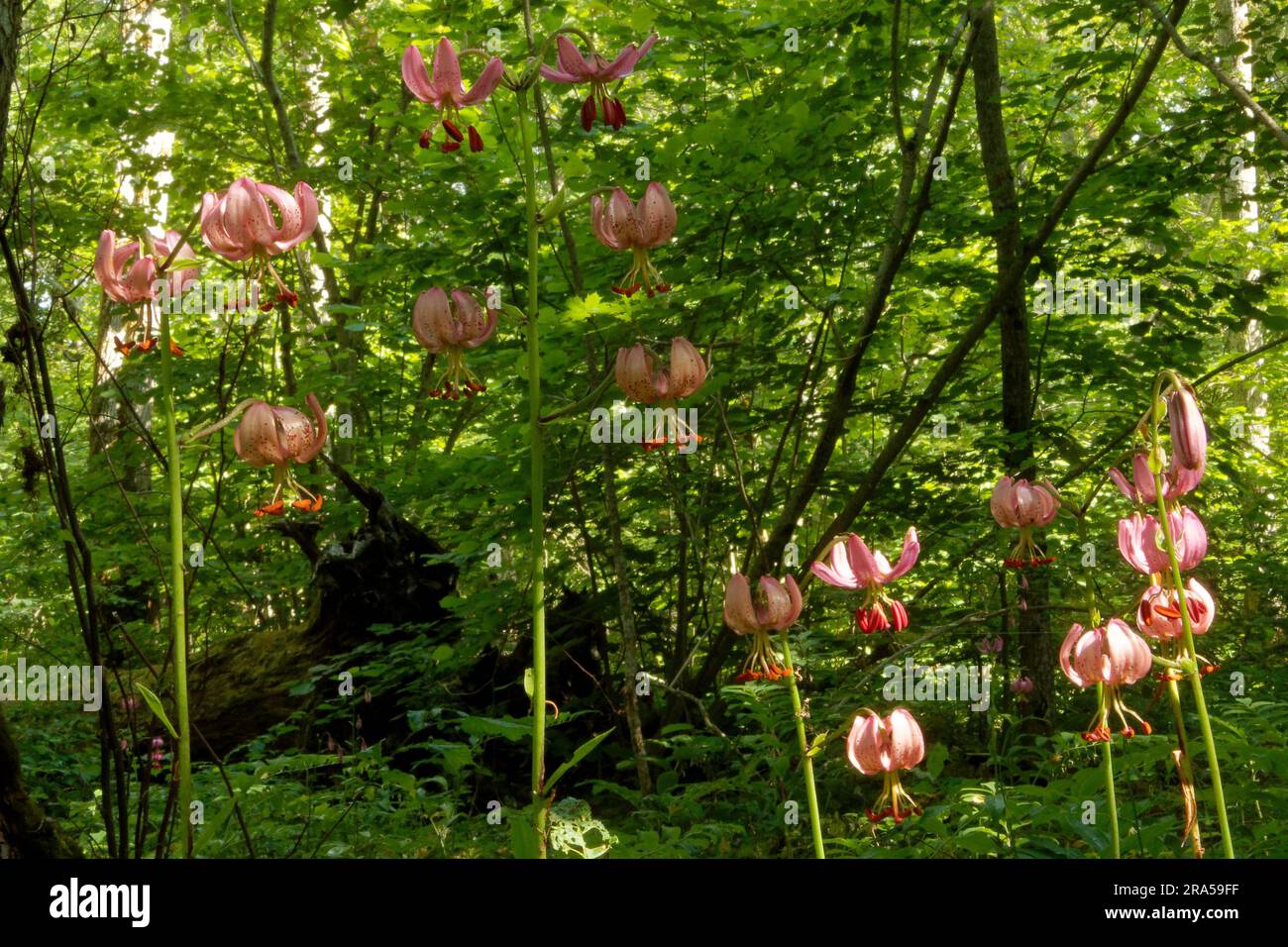 Lilium martagon, die Martagonlilie oder Türkmaullilie, ist eine eurasische Lilienart. Stockfoto