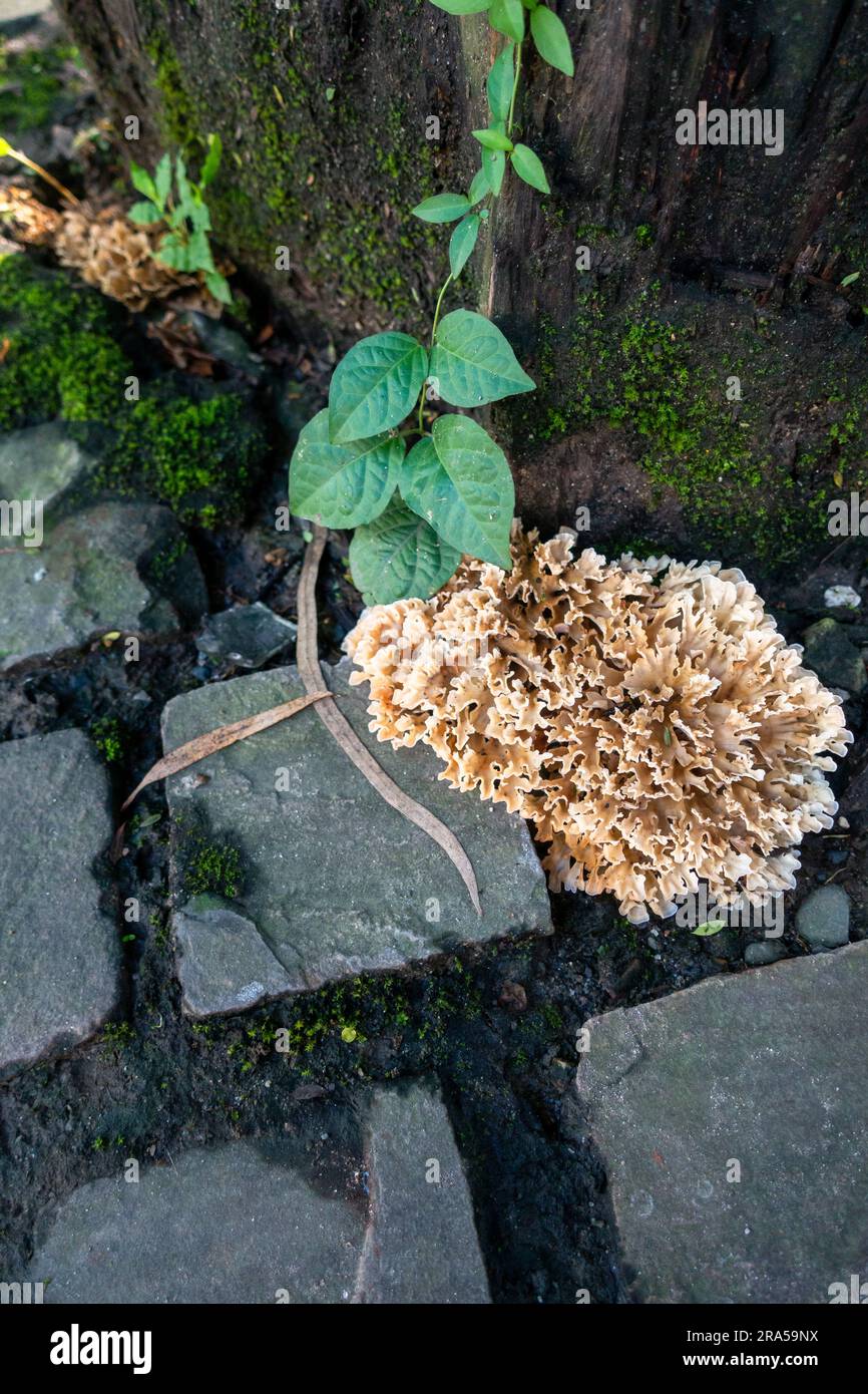Sparassis (auch bekannt als Blumenkohl-Pilz), der sich auf dem Fuß eines Holzstumpfs eines Baumes bildet. Indien Stockfoto