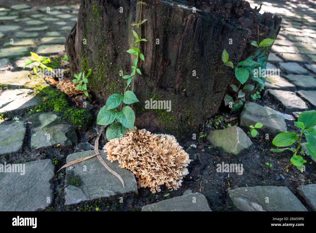 Sparassis (auch bekannt als Blumenkohl-Pilz), der sich auf dem Fuß eines Holzstumpfs eines Baumes bildet. Indien Stockfoto