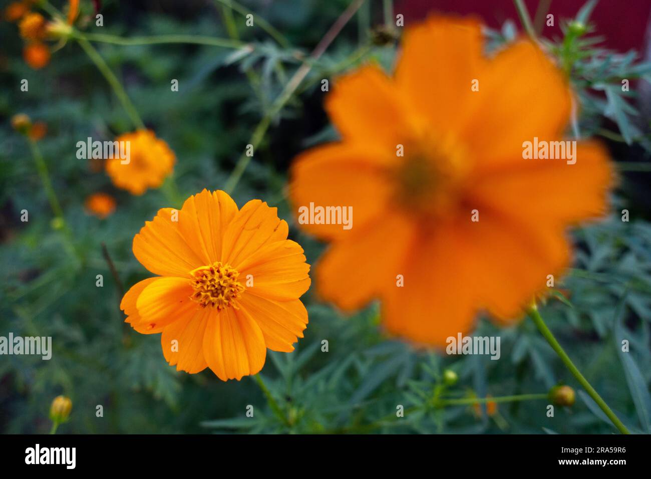 Blühende Blüten von Cosmos sulureus, auch bekannt als Schwefel-Kosmos und gelber Kosmos. Uttarakhand Indien Stockfoto