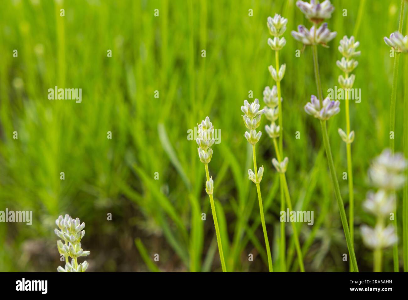 Viele Lavendelblumen im botanischen Garten. Stockfoto