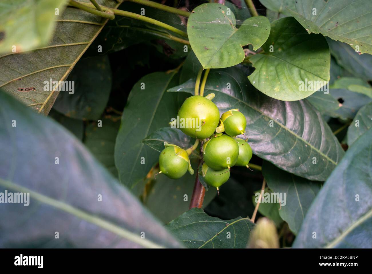 Nahaufnahme von Sonneratia caseolaris, allgemein bekannt als Mangrovenapfel. Blumen, Blätter und Obst. Stockfoto