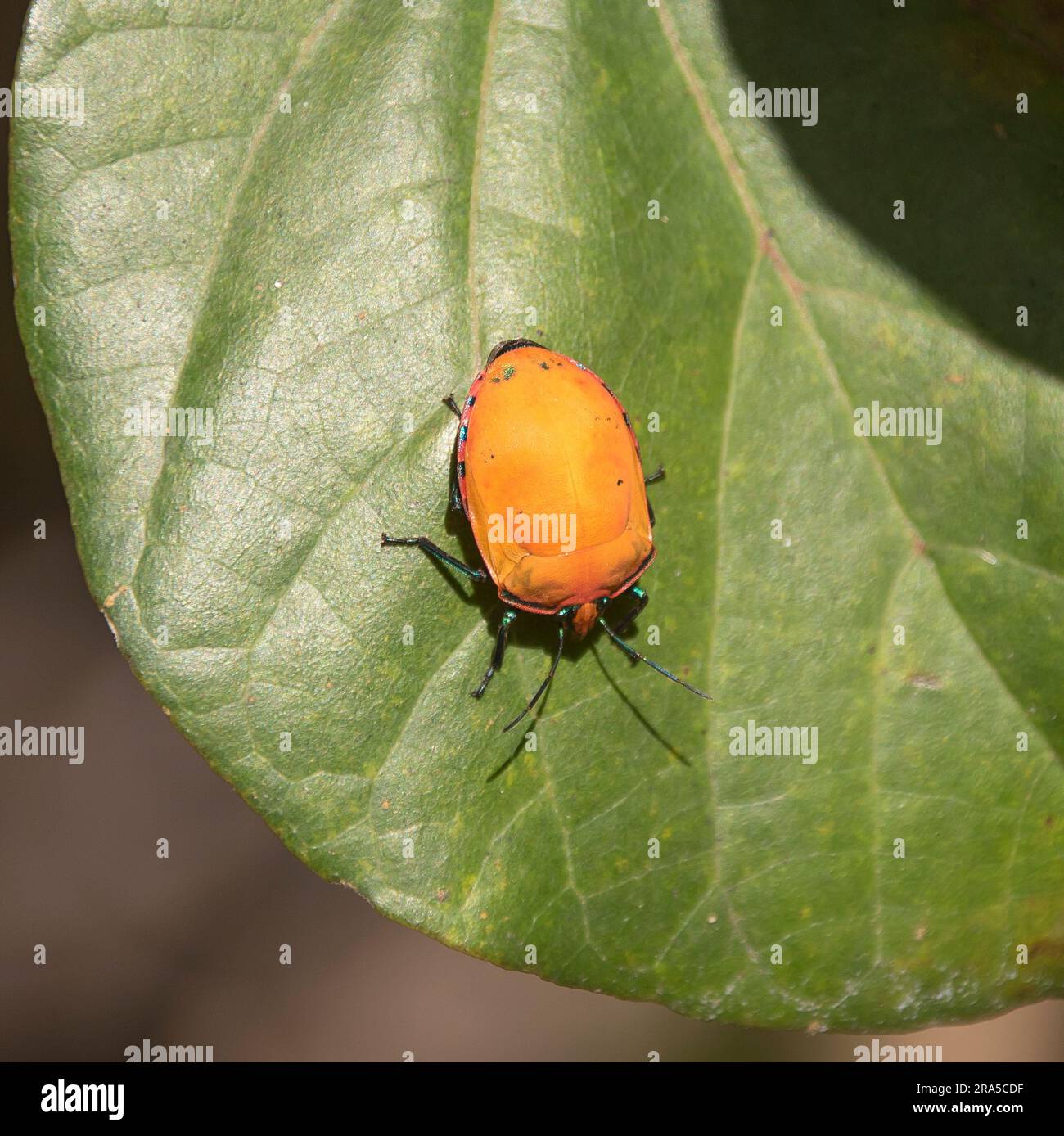 Käfer orange-blau