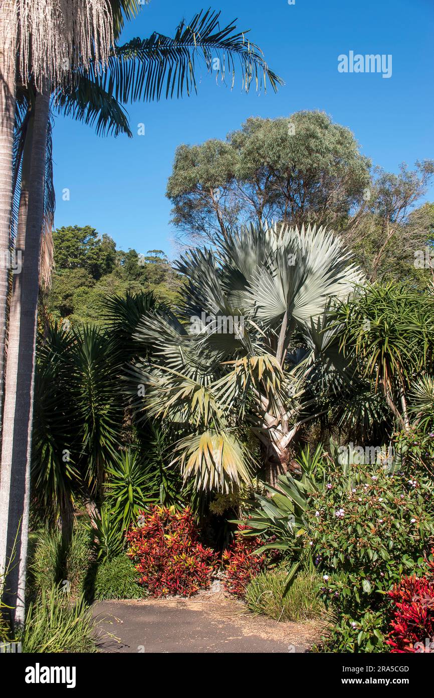 Gemischte Blattpflanzen im subtropischen australischen Privatgarten in Queensland. Mischung aus einheimischen und exotischen Arten von Bäumen und Sträuchern. Stockfoto