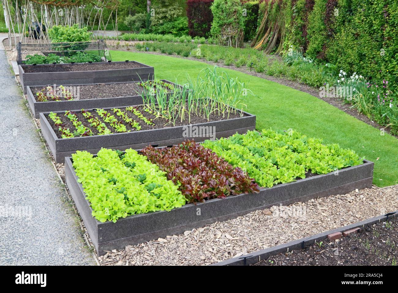 Erhöhte Gartenbeete für den Anbau von Gemüse Stockfoto