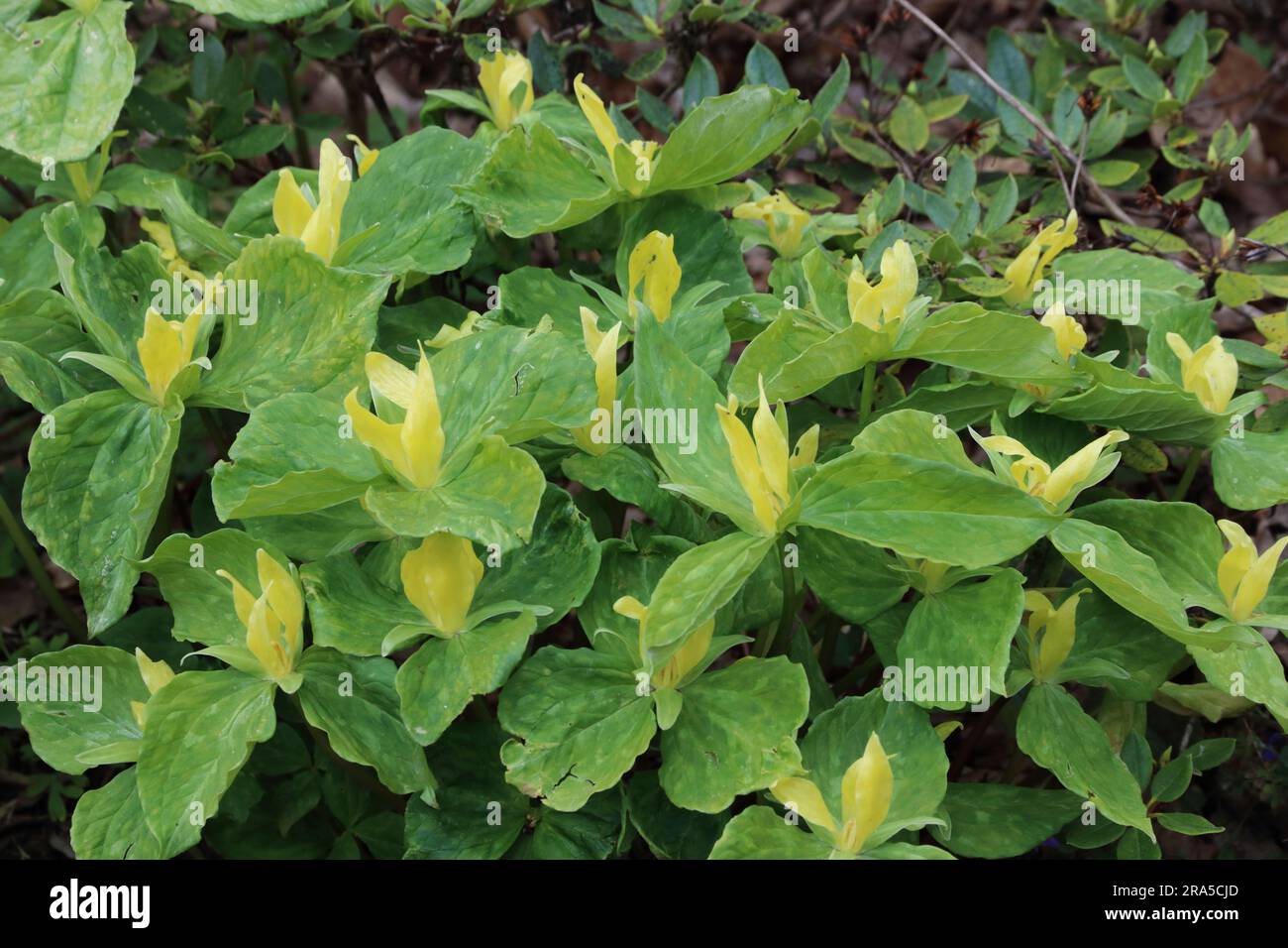 Grünes und gelbes Trillium luteum Stockfoto