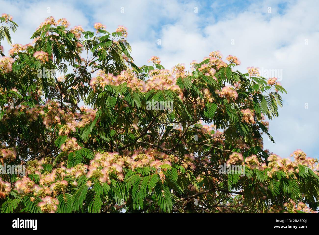 Blühender Mimosenbaum mit rosa duftenden Blüten am blauen Himmel mit weißen Wolken im Sommer Stockfoto