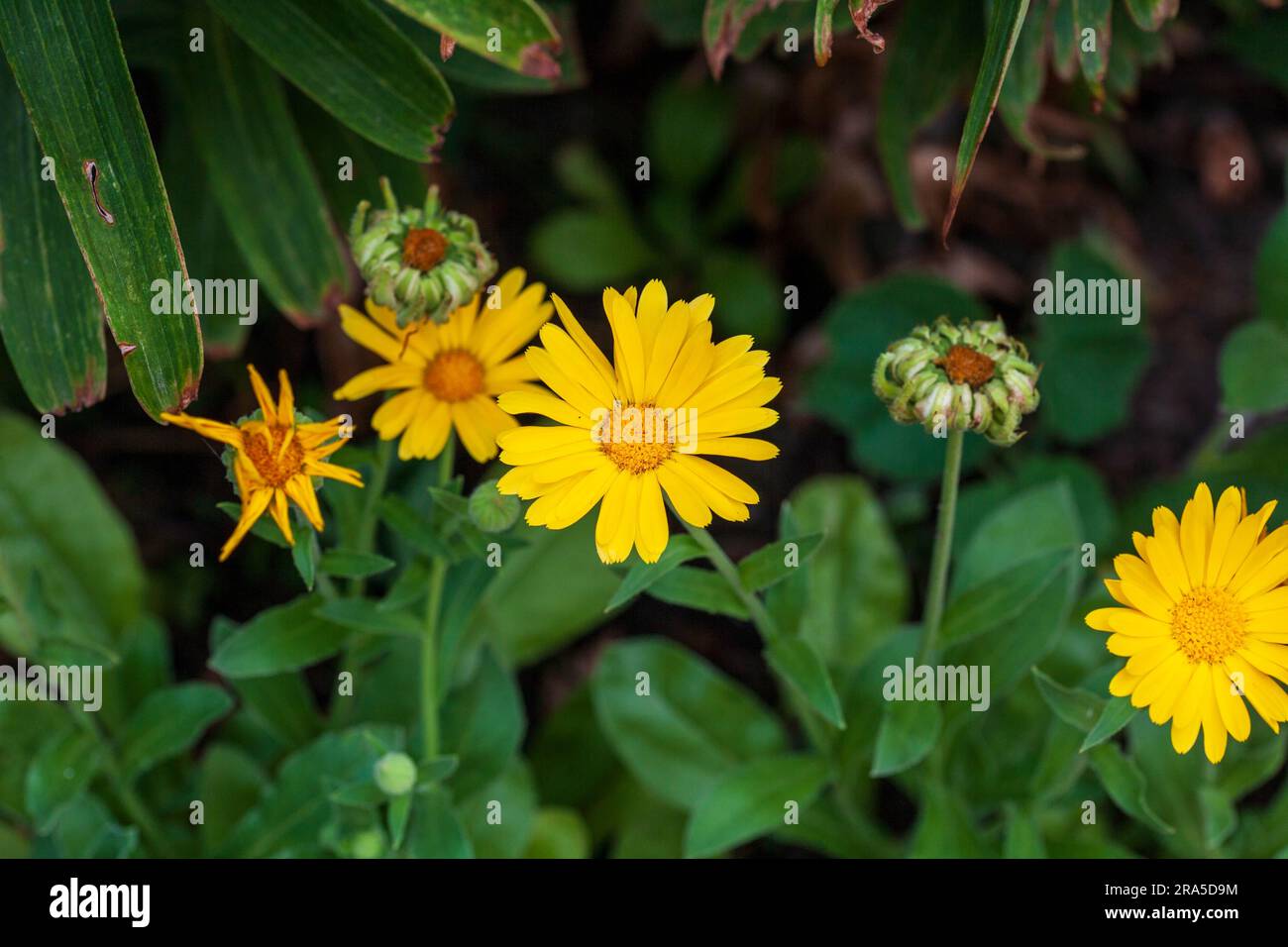 Eine Gruppe gelber Feldmarigolds, die kürzlich im Garten eröffnet wurden Stockfoto