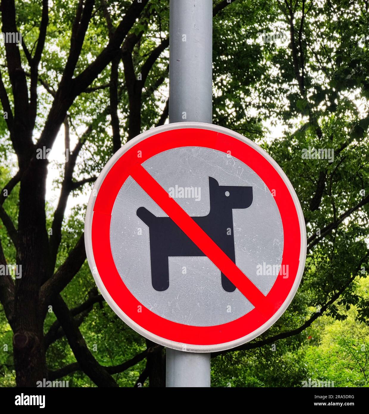 Hunde sind nicht erlaubt rund rotes Schild Haustiere verboten Symbol auf Metallstange mit Bäumen als Hintergrund kopieren Raum Foto Stockfoto