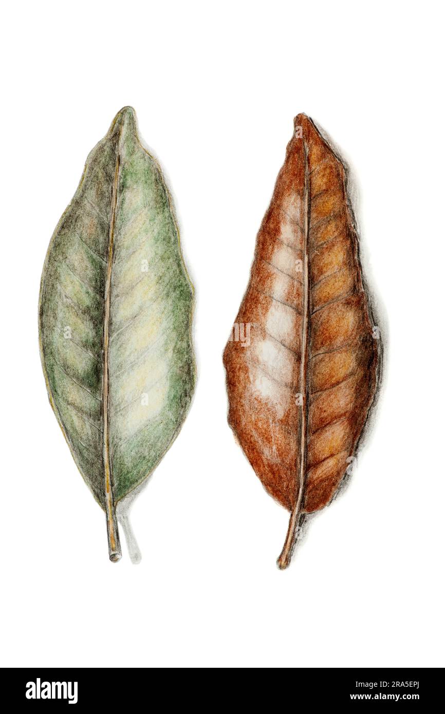 Einzeln gezeichnete Ober- und Unterseite eines verwelkten Magnolienblattes, isoliert auf Weiß mit Schatten. Stockfoto