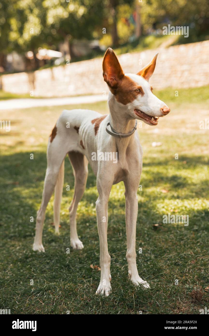 Ein weißer und brauner Hund, der an einem sonnigen Tag im Park steht Stockfoto