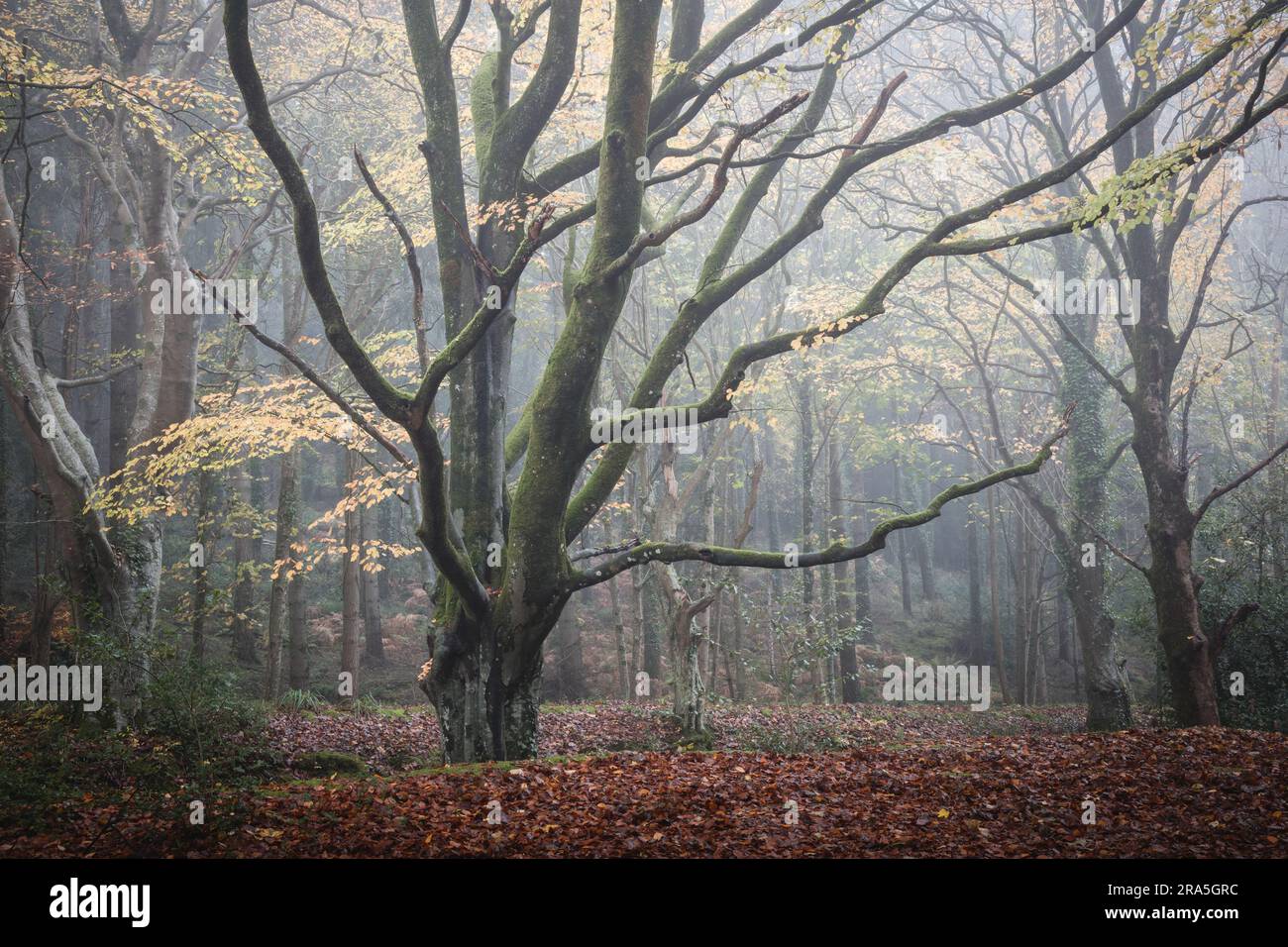Misty Autumn Woodland, Dorset Woods, England, Großbritannien, Landscape Trees Stock Photo Stockfoto