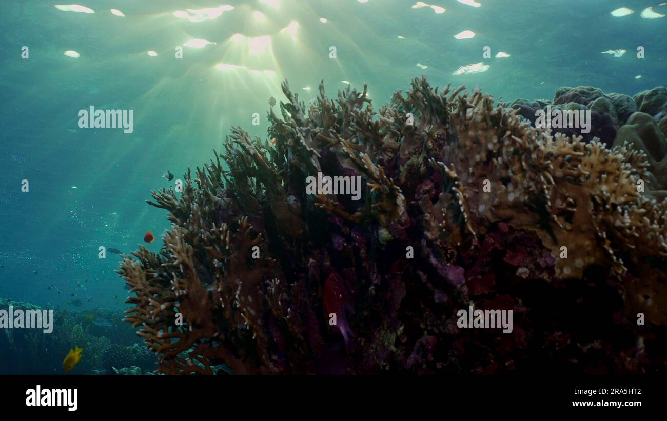 Silhouetten tropischer Fische schwimmen neben dem Korallenriff auf Oberflächenwasser und untergehenden Sonnenhintergrund, Hintergrundbeleuchtung (Contre-jour). Das Leben am Korallenriff Stockfoto