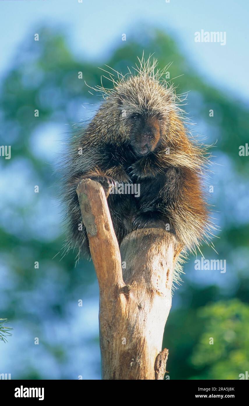 Urson, Baumstachel, nordamerikanisches Stachel (Erethizon dorsatum) Stockfoto