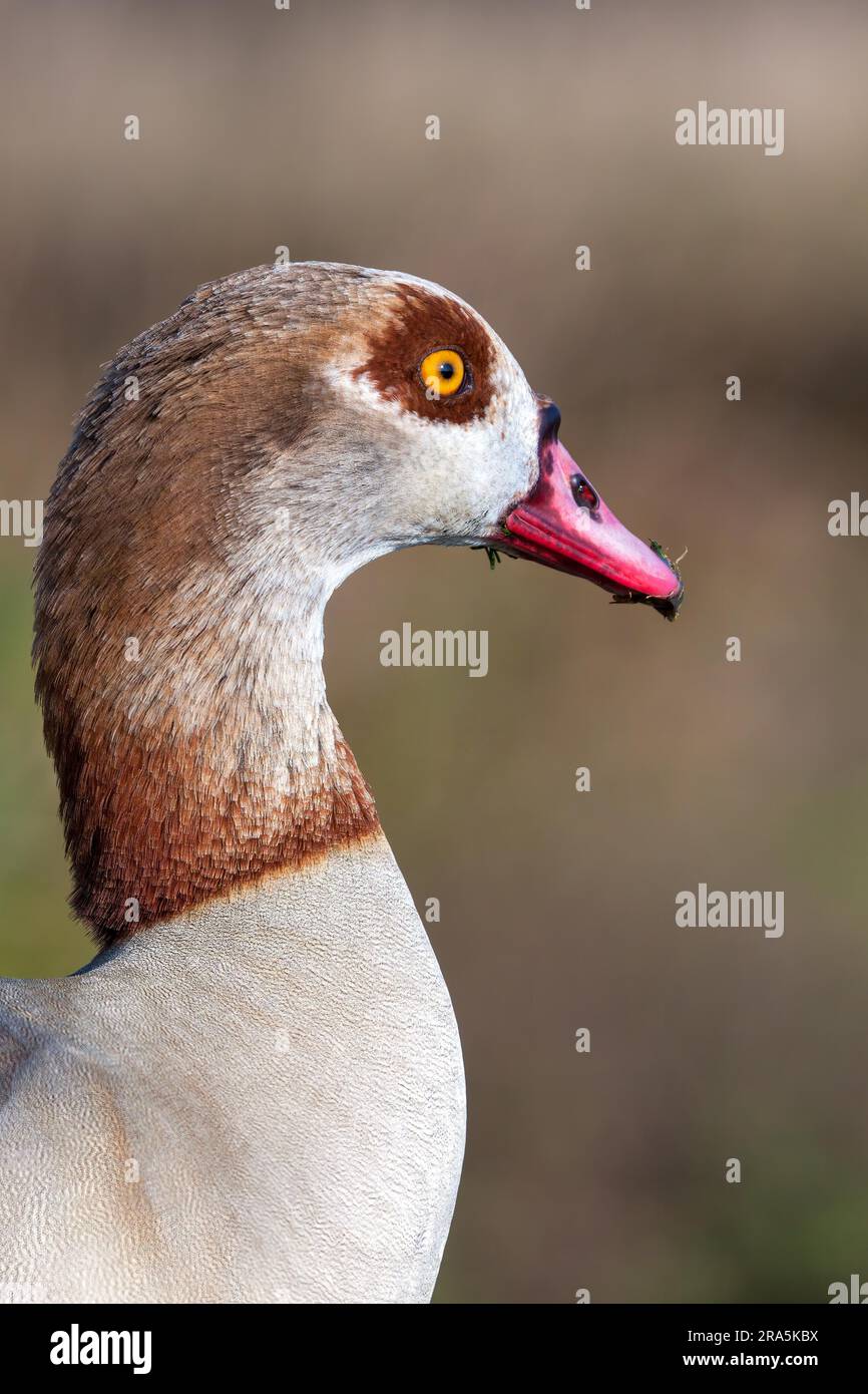 Nahaufnahme der Nilgans (Alopochen Aegyptiacus) Stockfoto