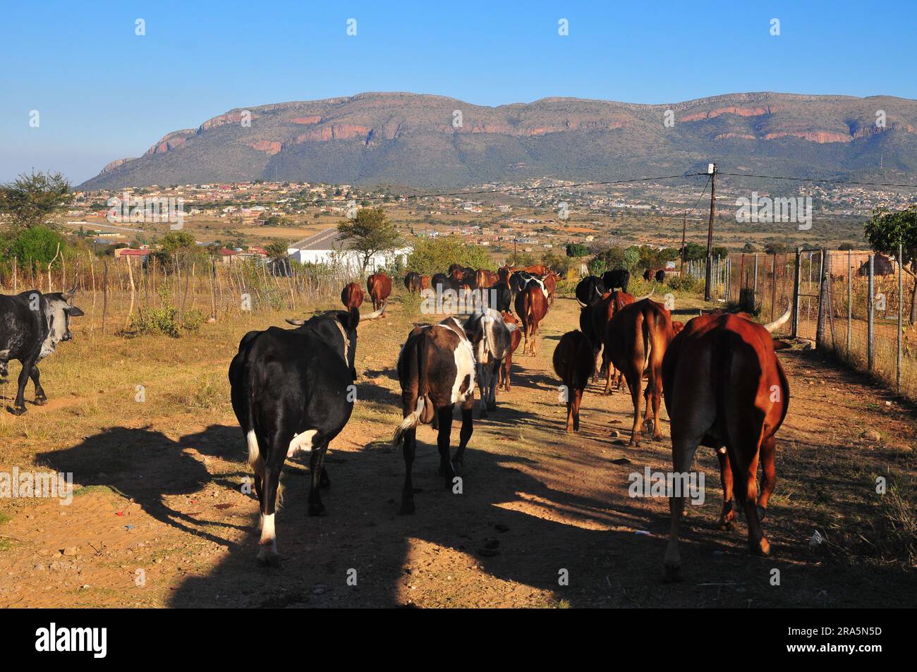 Ein Stück Leben in den ländlichen Dörfern GA-Chuene und GA-Maja in Limpopo, Südafrika Stockfoto