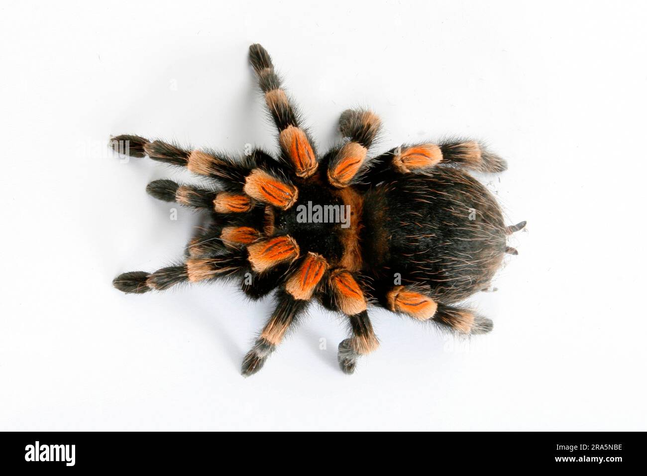 Mexikanische Rothenknietanarantula (Brachypelma smithi) Stockfoto