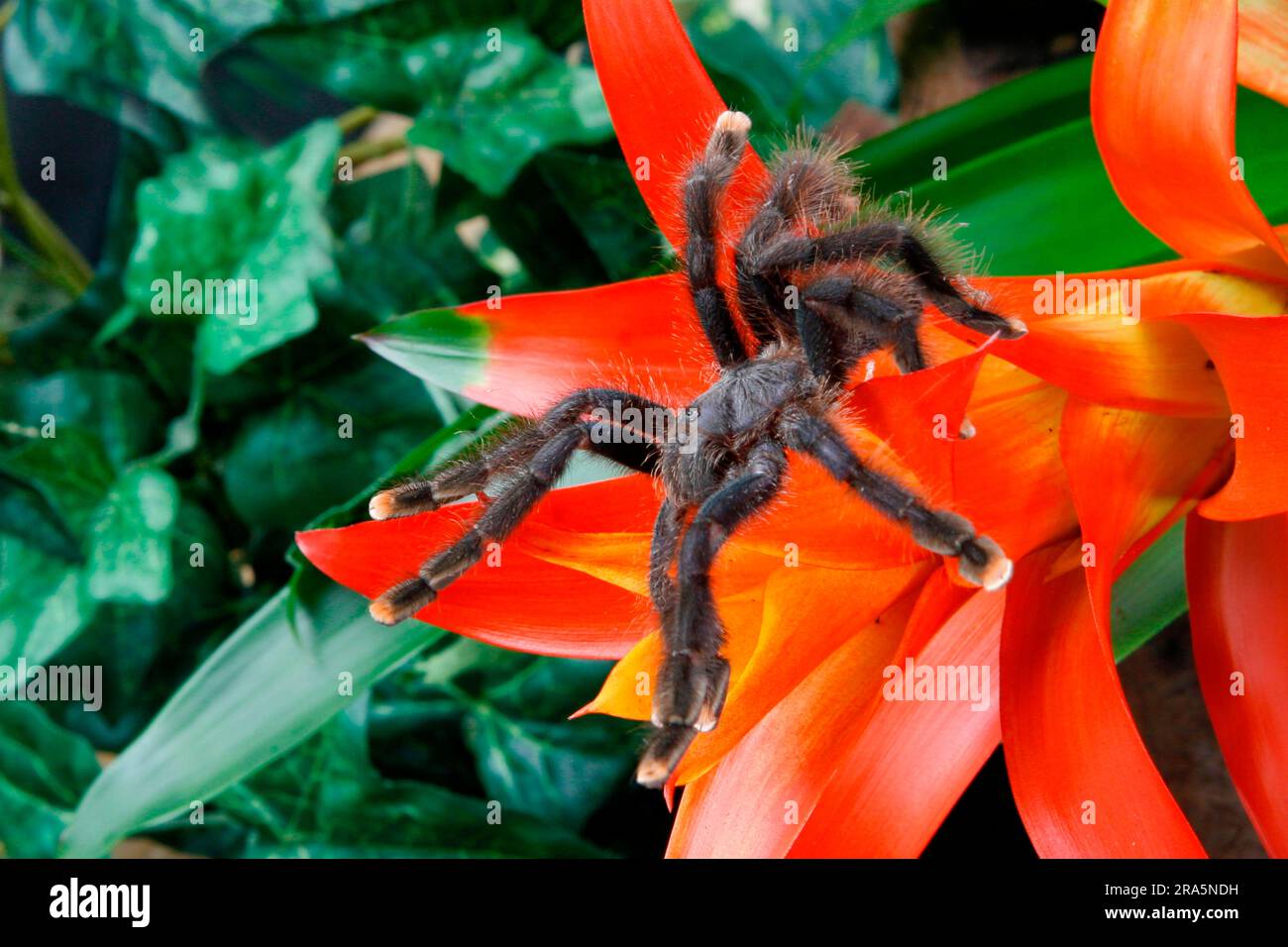 Brasilianische Schwarzweiß-Riesenschildkröte (Acanthoscurria brocklehursti) Stockfoto