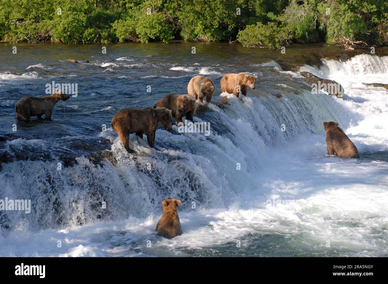 Grizzlybären (Ursus arctos horribilis) Angeln, Katmai-Nationalpark, Alaska, Grizzlybären, USA Stockfoto