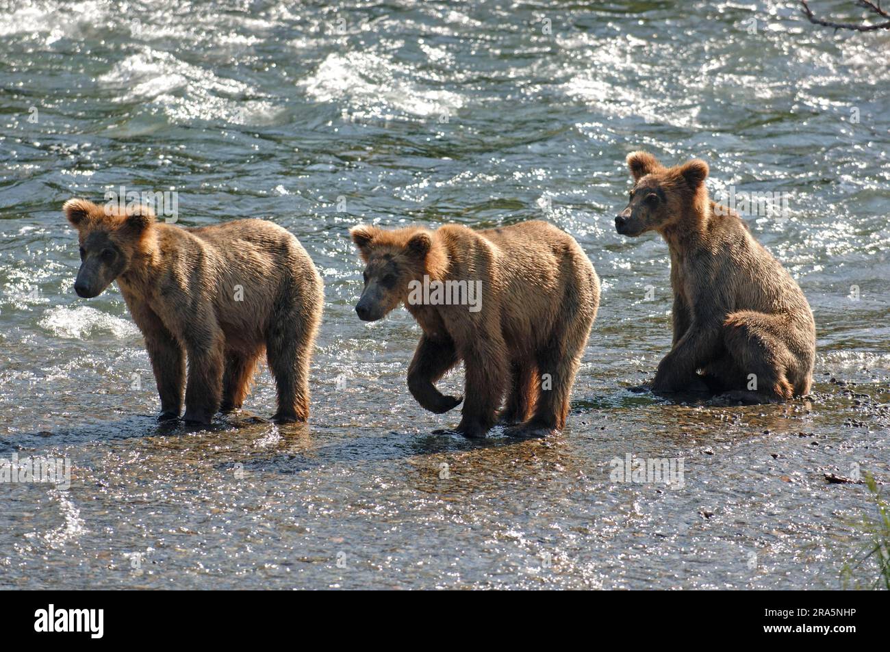 Grizzlybären (Ursus arctos horribilis), Cubs, Katmai-Nationalpark, Alaska, Grizzlybären, USA Stockfoto