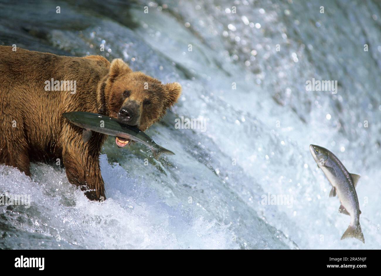 Grizzlybären (Ursus arctos horribilis) Angeln, Katmai-Nationalpark, Alaska, Grizzlybären, Lachs, USA Stockfoto
