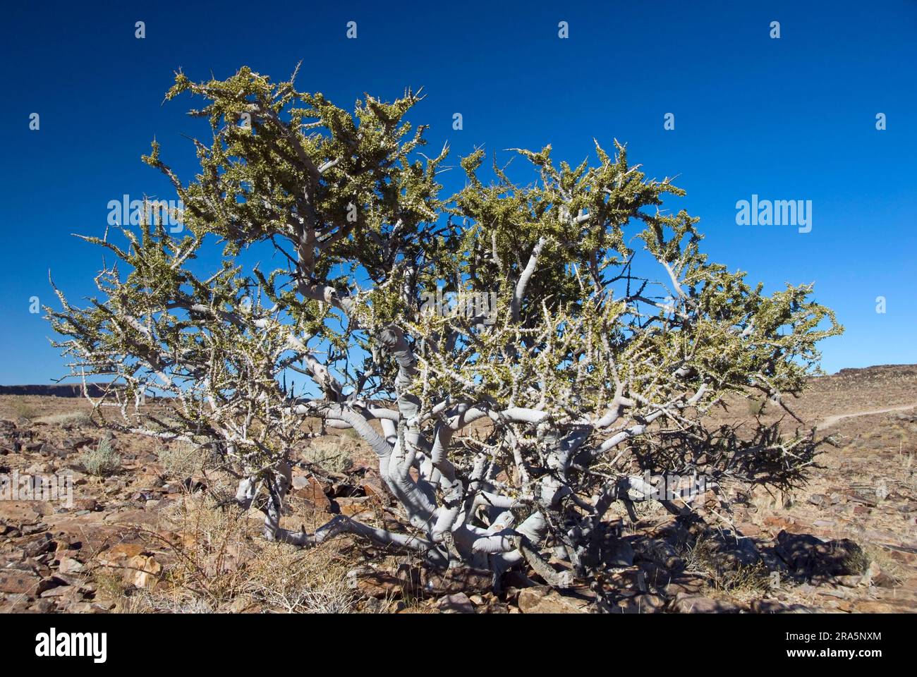 Stinkender Busch, stinkender Hirtenbaum (Boscia foetida), stinkender Hirtenbaum, stinkender Witgat-Baum, Namibia Stockfoto