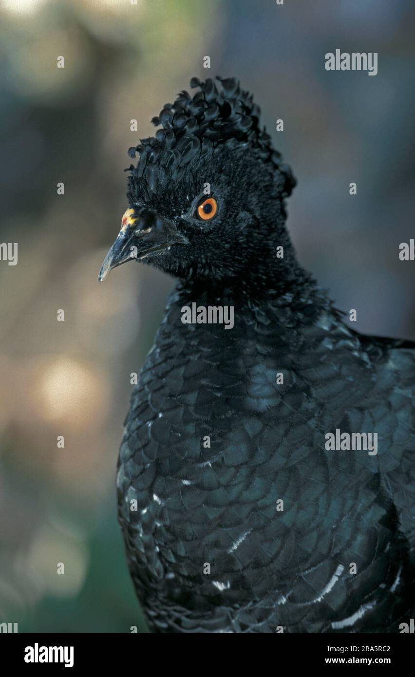 Gelbknöpfe-Curassow (Crax daubentoni) Stockfoto