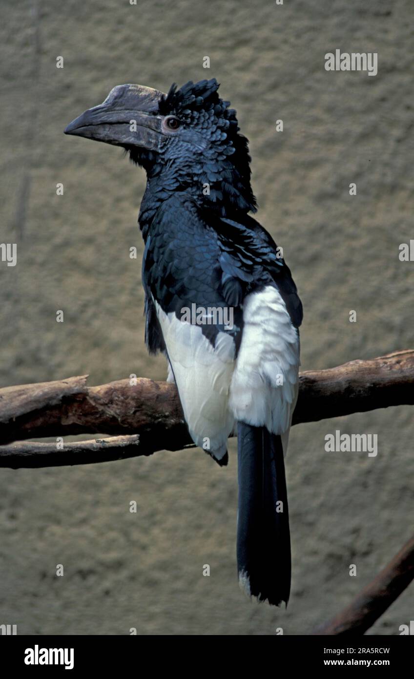 Schwarz-Weiß-Hornvogel (Bycanistes subcylindricus) Stockfoto