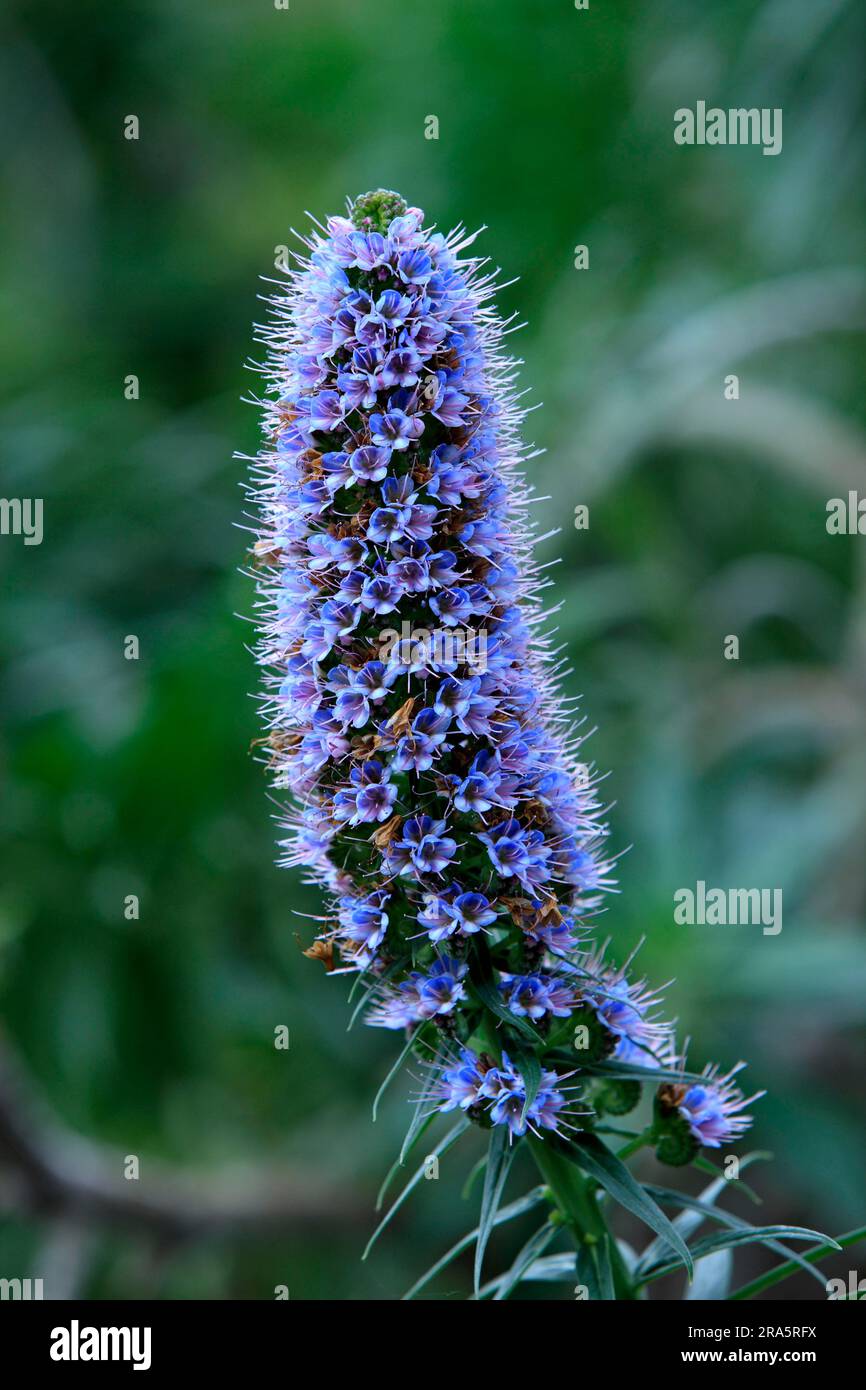 Madeiras Stolz auf madeira (Echium candicans) Stockfoto