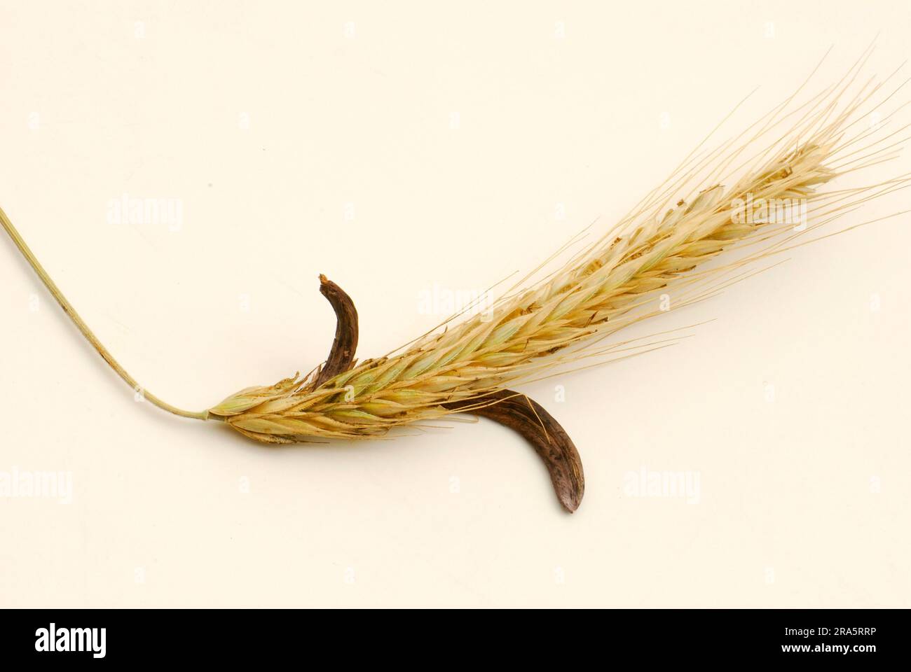 Ryeaehre (Secale cereale) mit Mutterkorn (Claviceps purpurea) Stockfoto