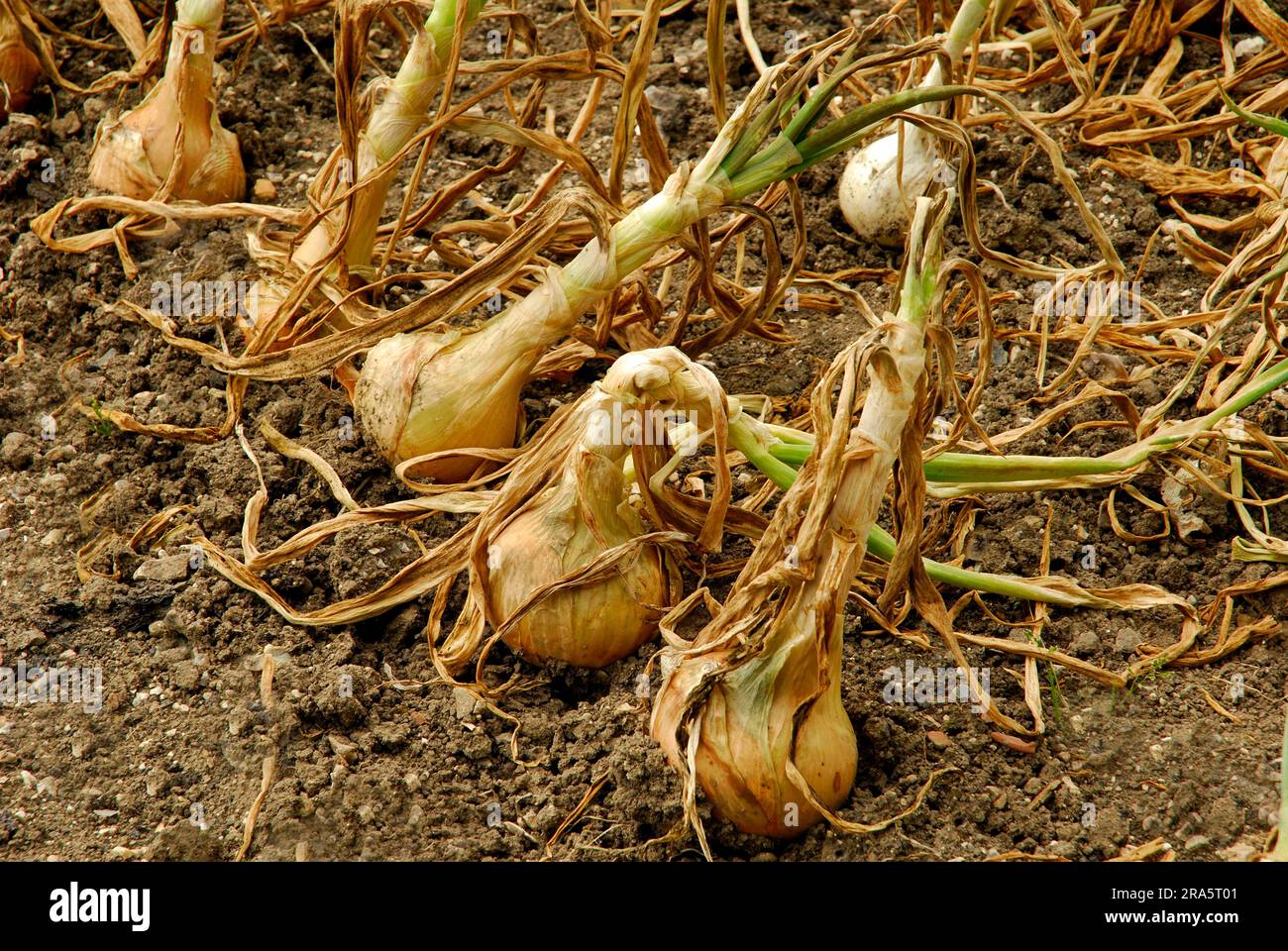 Zwiebeln (Allium cepa) Setton Stockfoto