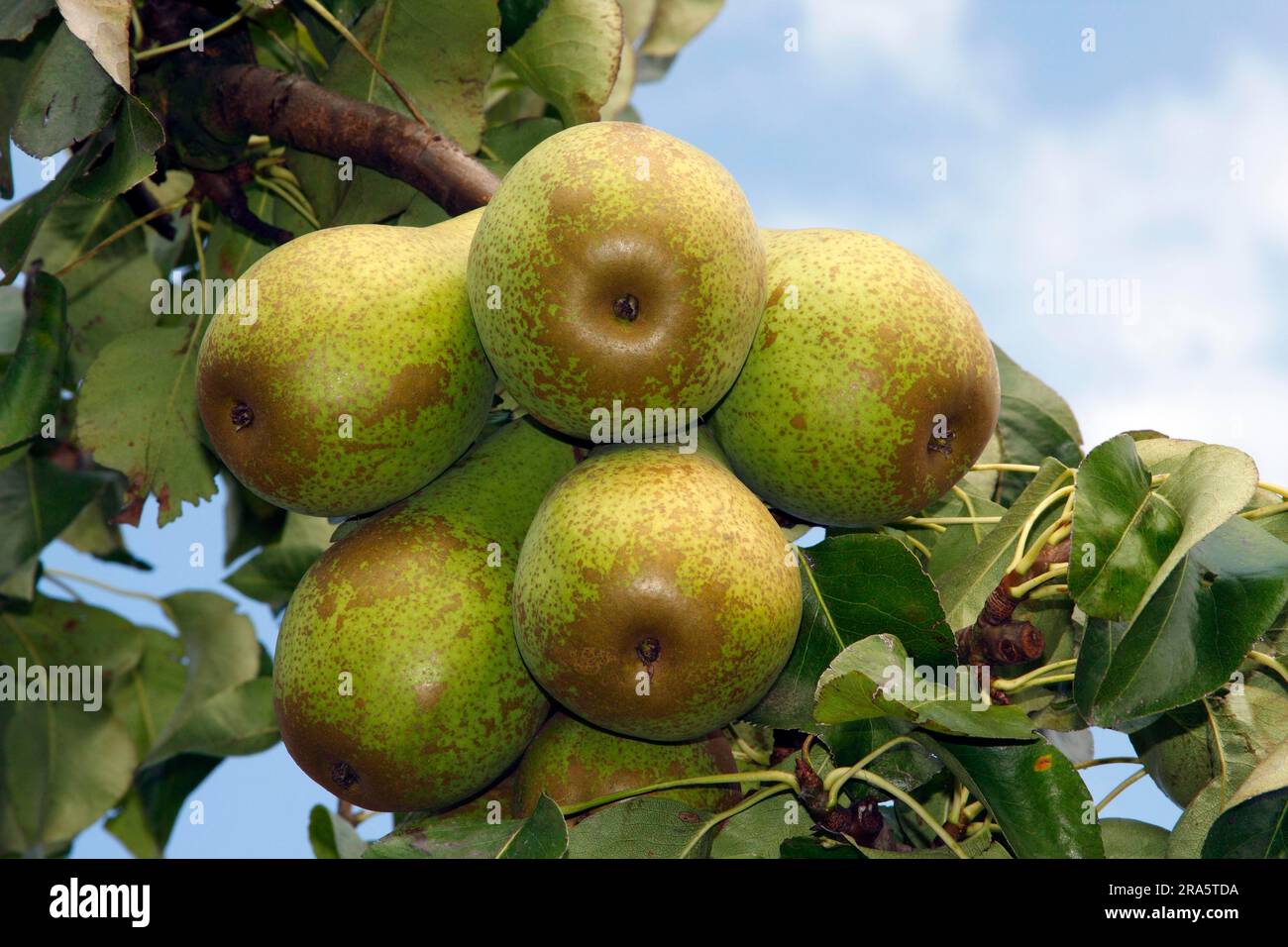 Birnen 'Kaiserkrone' auf dem Baum, Birne Stockfoto