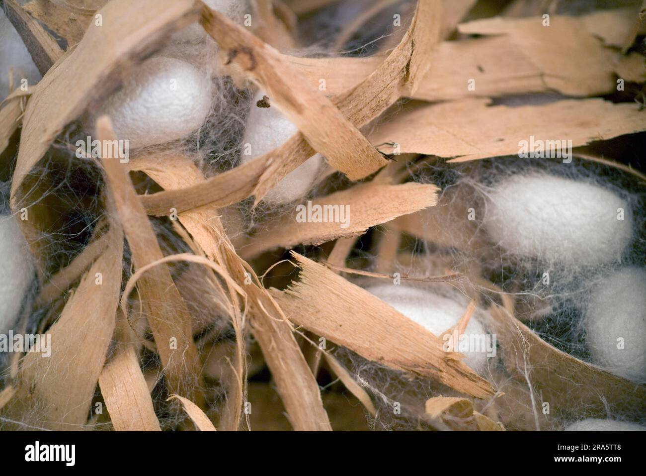 Maulbeerseidenraupenmoth, Kokons zwischen Strängen (Bombyx Mori) Stockfoto