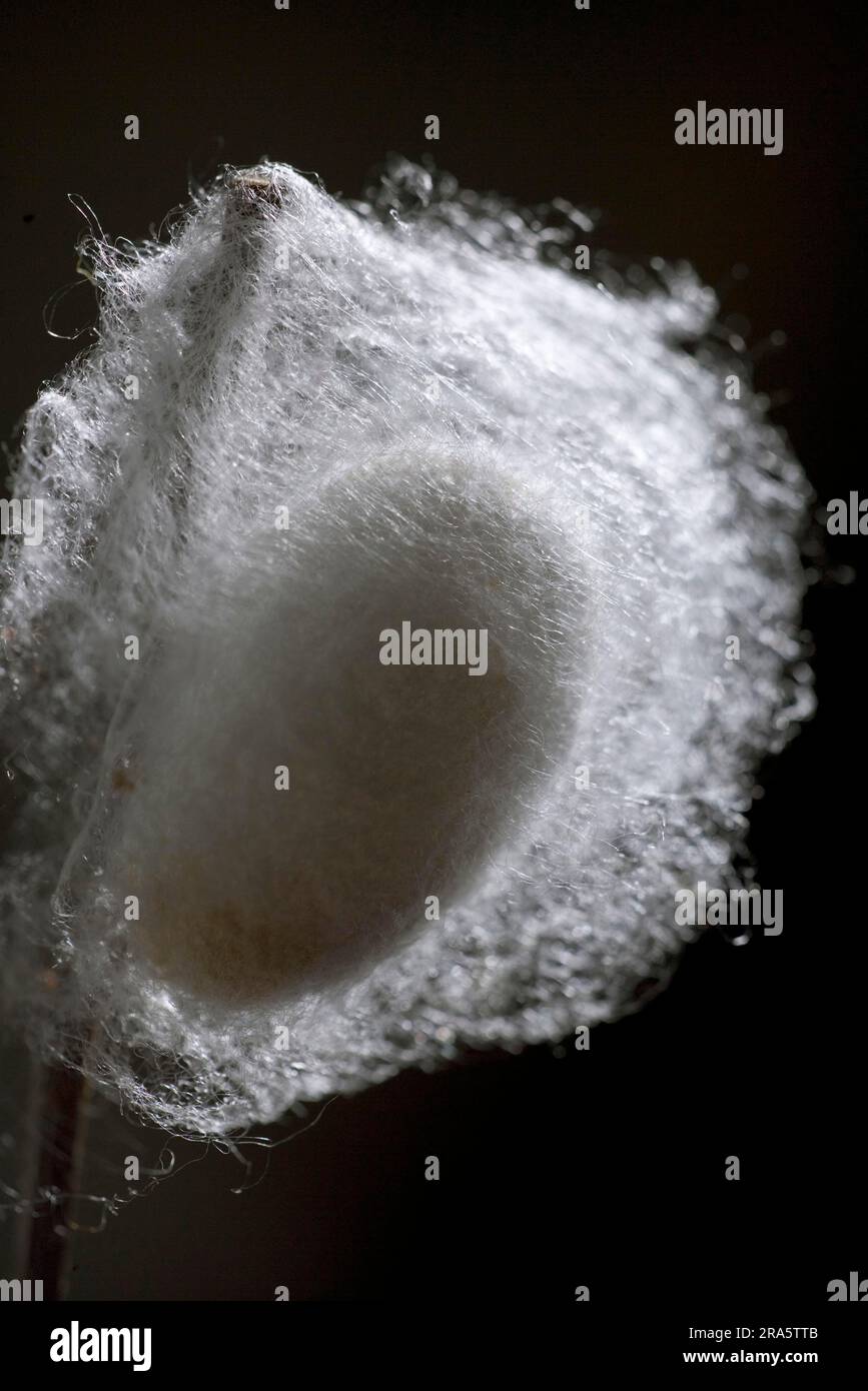 Maulbeermotte, Kokon (Bombyx Mori) Stockfoto
