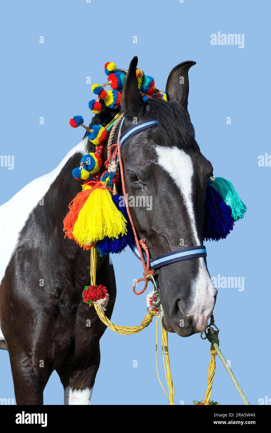 Cutout, Kathiawari-Pferd bei der Tiershow in Coimbatore, Tamil Nadu, Südindien, Indien, Asien Stockfoto