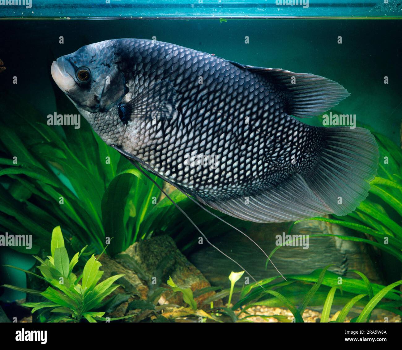 Riesen-Gourami (Osphronemus Goramy), Riesen-Gourami, essbarer Gourami, lateral Stockfoto