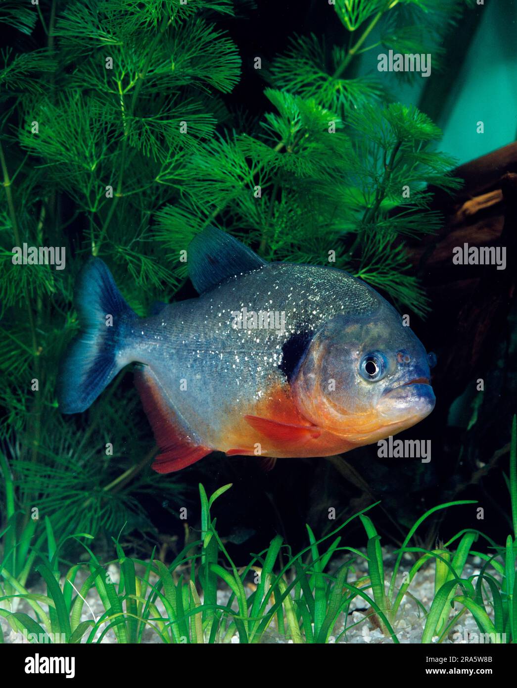 Roter Piranha (Serrasalmus nattereri), Natterers Säge tetra Stockfoto