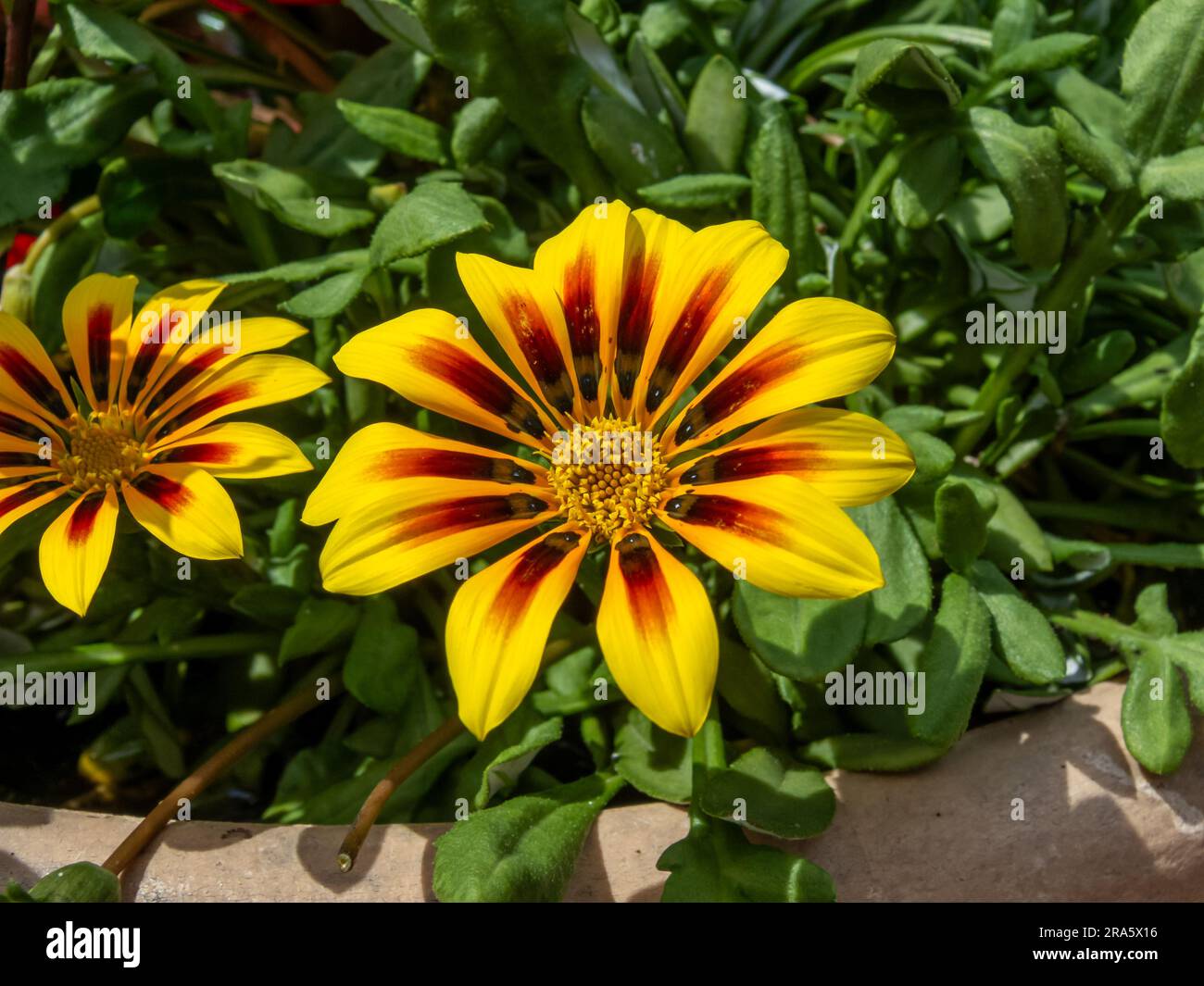 Gelb Gazania reift Blumen im Garten Stockfoto