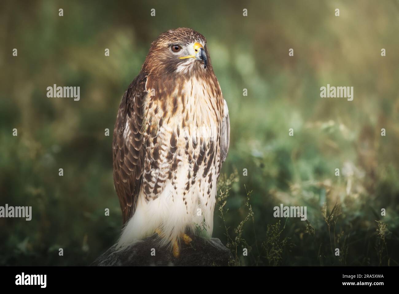Rot - angebundener Falke (Buteo Jamaicensis) Stockfoto