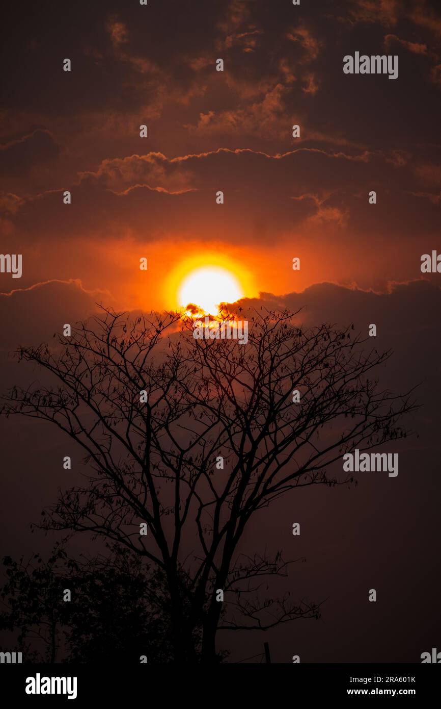 Naturleinwand: Erleben Sie die atemberaubende Schönheit, während die Sonne die höchsten Äste des Baumes in lebendigen Farben küsst. Sonnenuntergang Pracht, Sonnenuntergang Vantage... Stockfoto