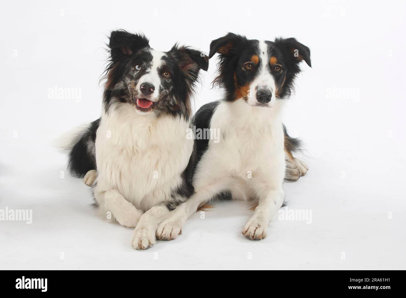 Mischhund und australischer Hirte, Blauer Merle Stockfoto